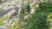 PICTURES/Glacier When It Rains/t_Mountain Sheep7.JPG